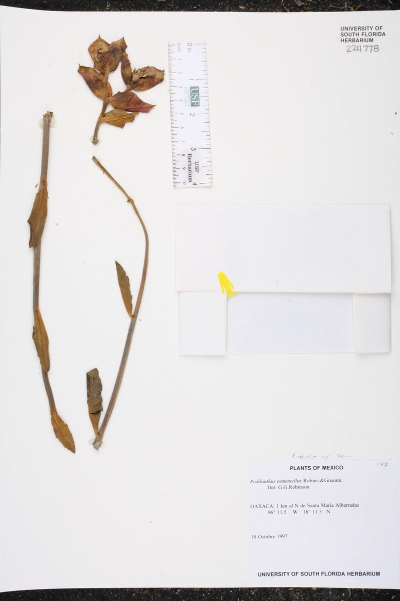 Euphorbia cyri