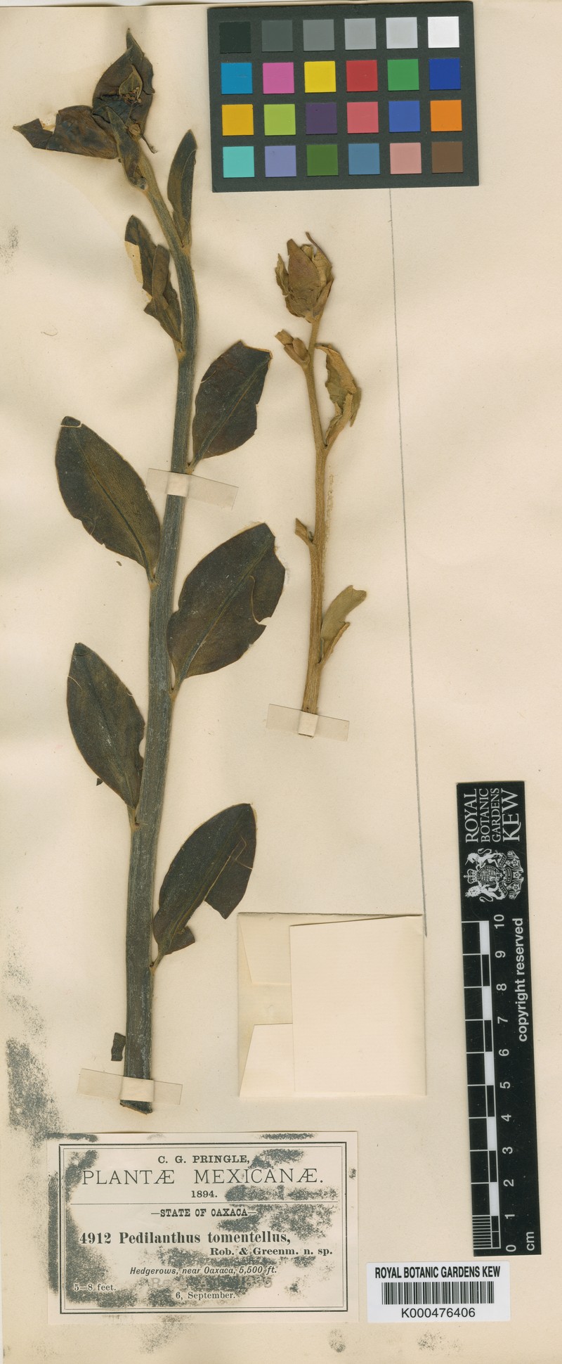 Euphorbia cyri photo 2