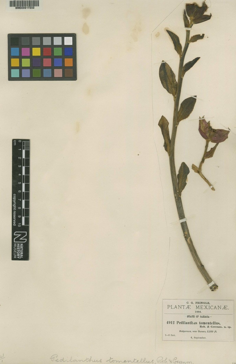 Euphorbia cyri photo 3
