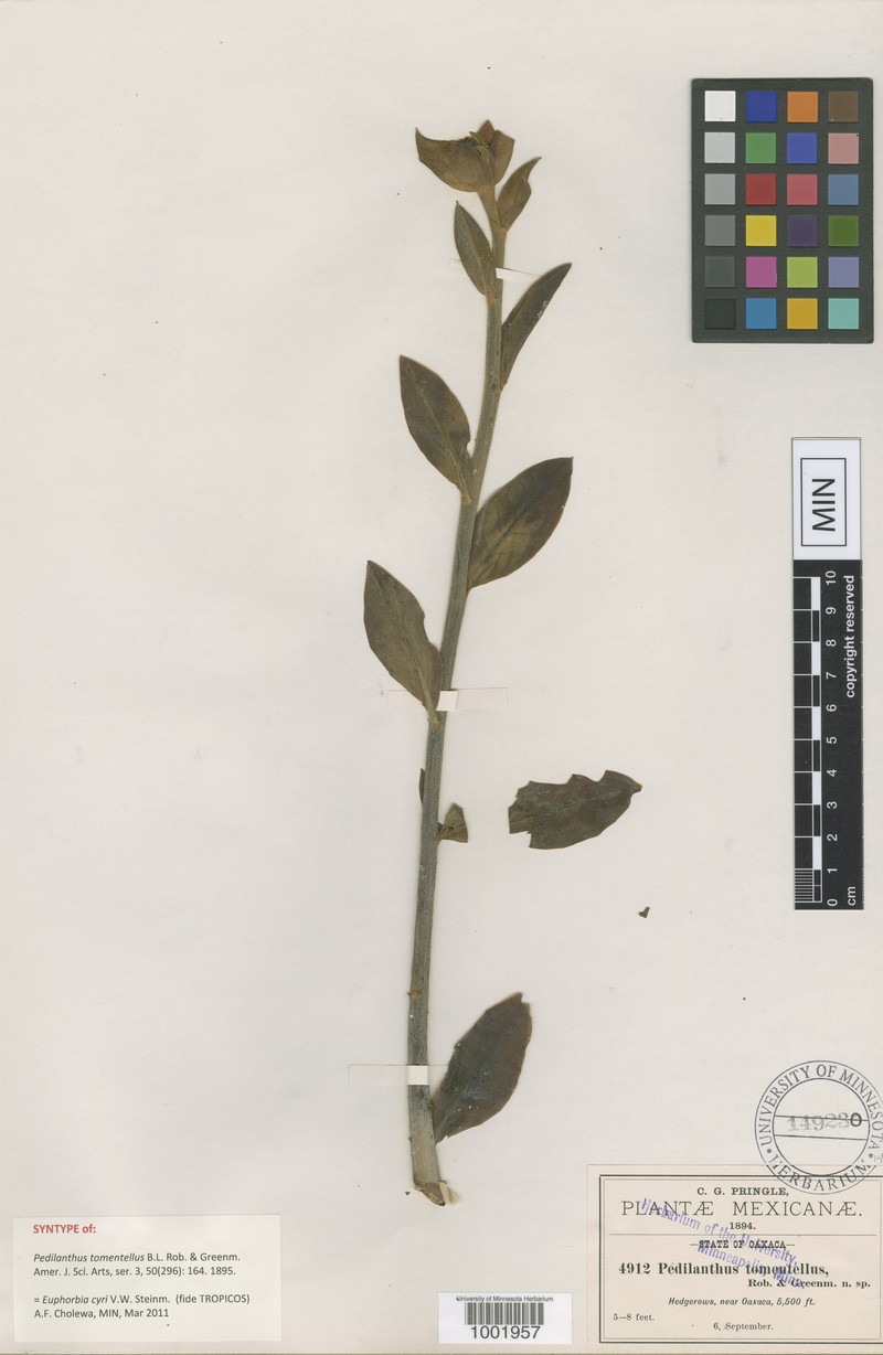 Euphorbia cyri photo 5
