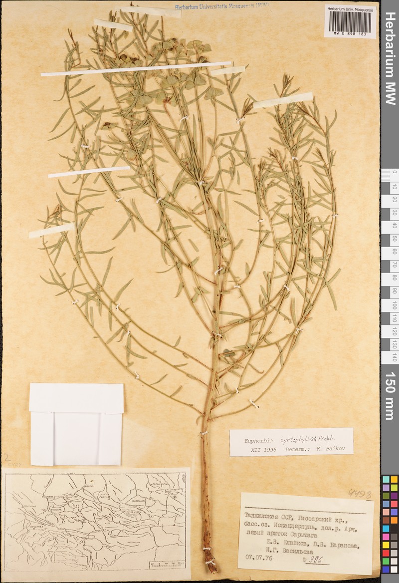 Euphorbia cyrtophylla