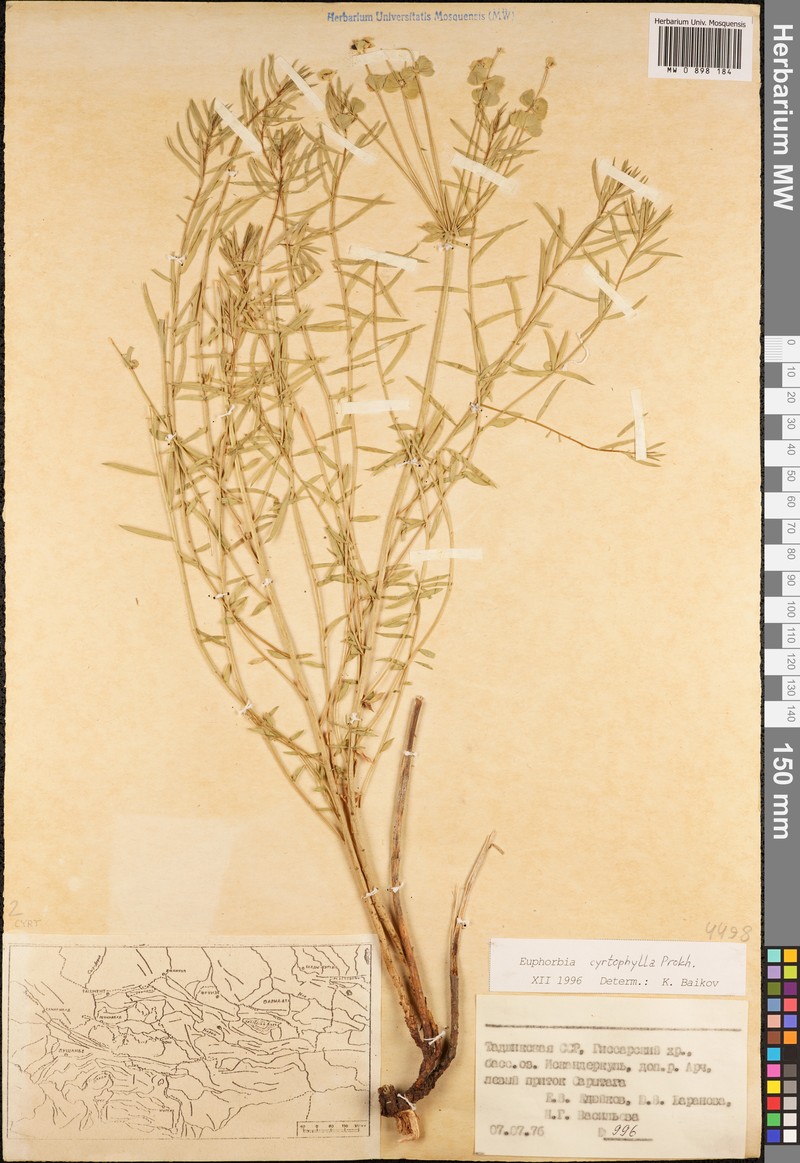 Euphorbia cyrtophylla photo 2