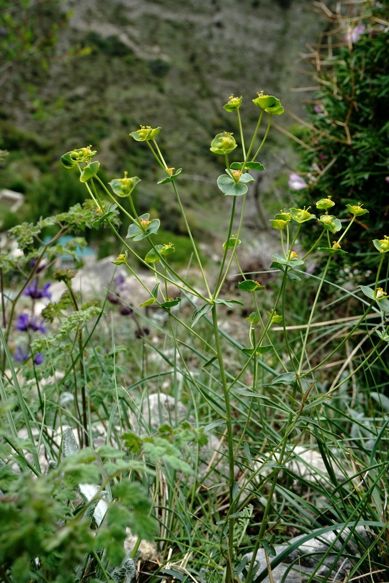 Euphorbia daghestanica photo 2