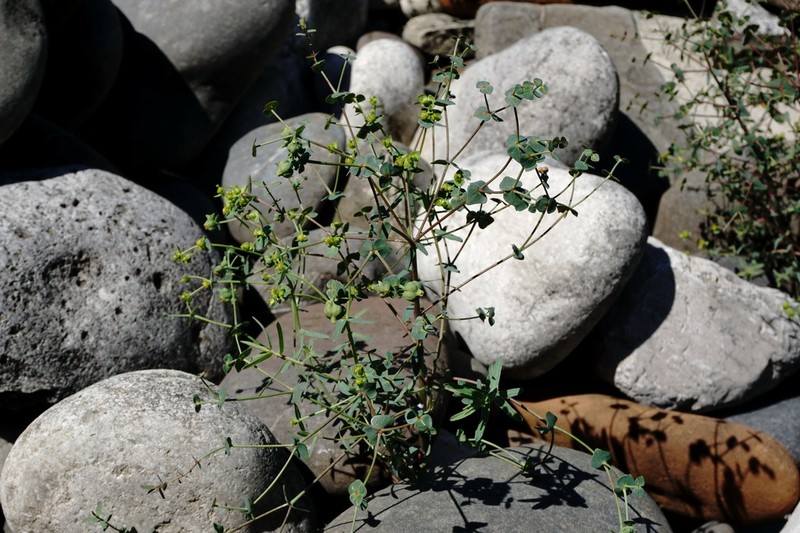 Euphorbia daghestanica photo 3