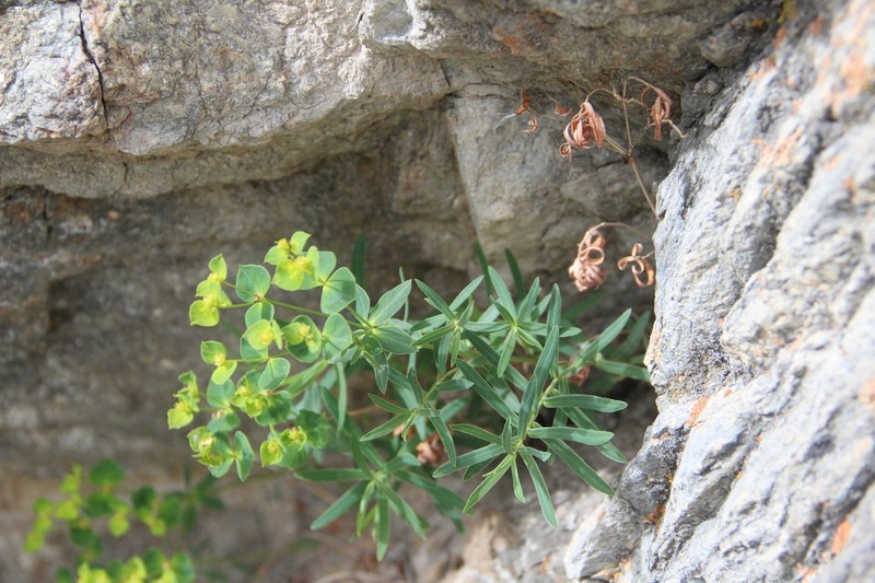 Euphorbia daghestanica photo 4