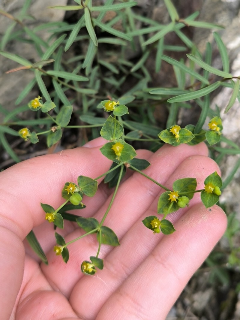 Euphorbia daghestanica photo 5