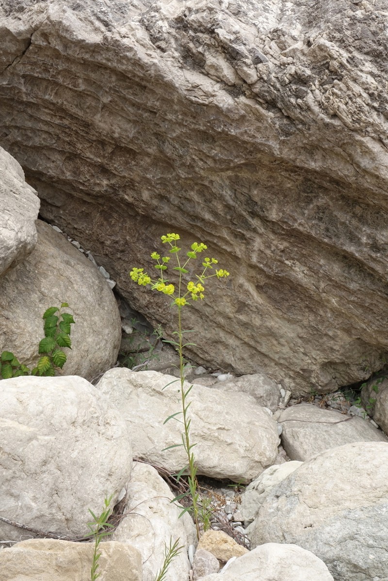 Euphorbia daghestanica photo 6