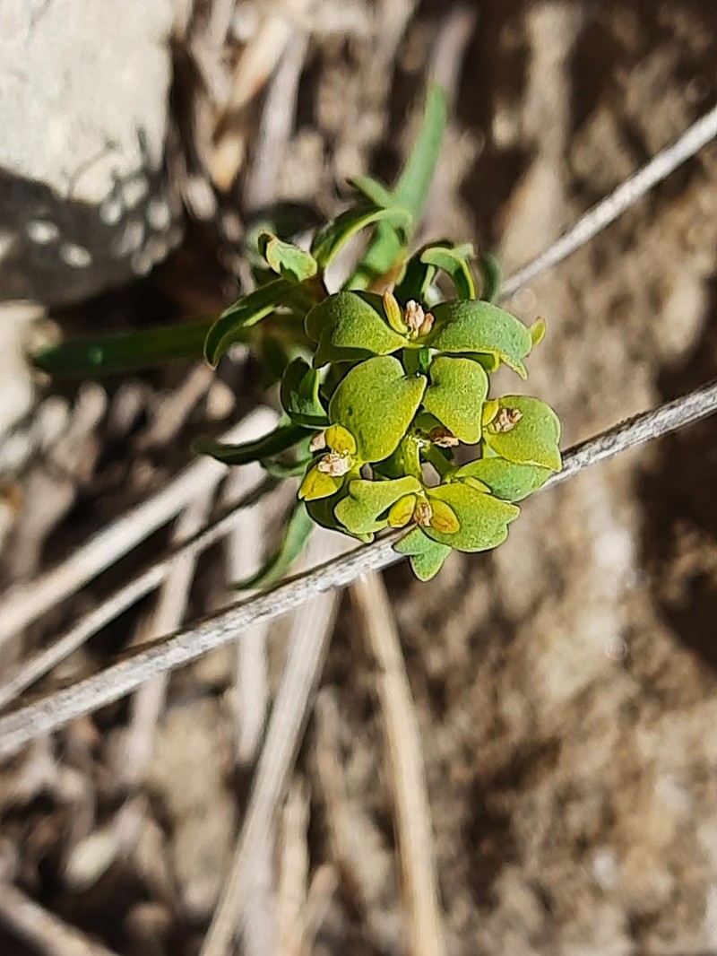 Euphorbia daghestanica photo 7