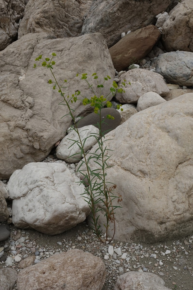 Euphorbia daghestanica photo 8