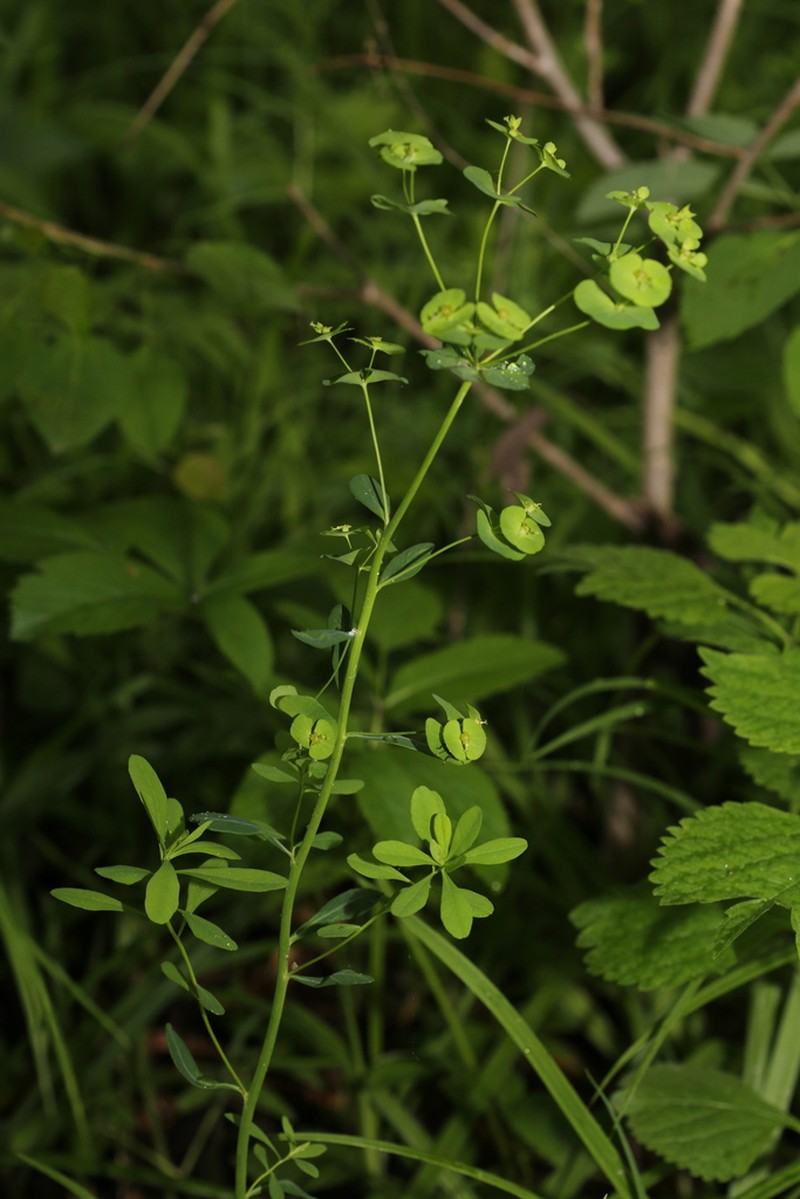Euphorbia dahurica