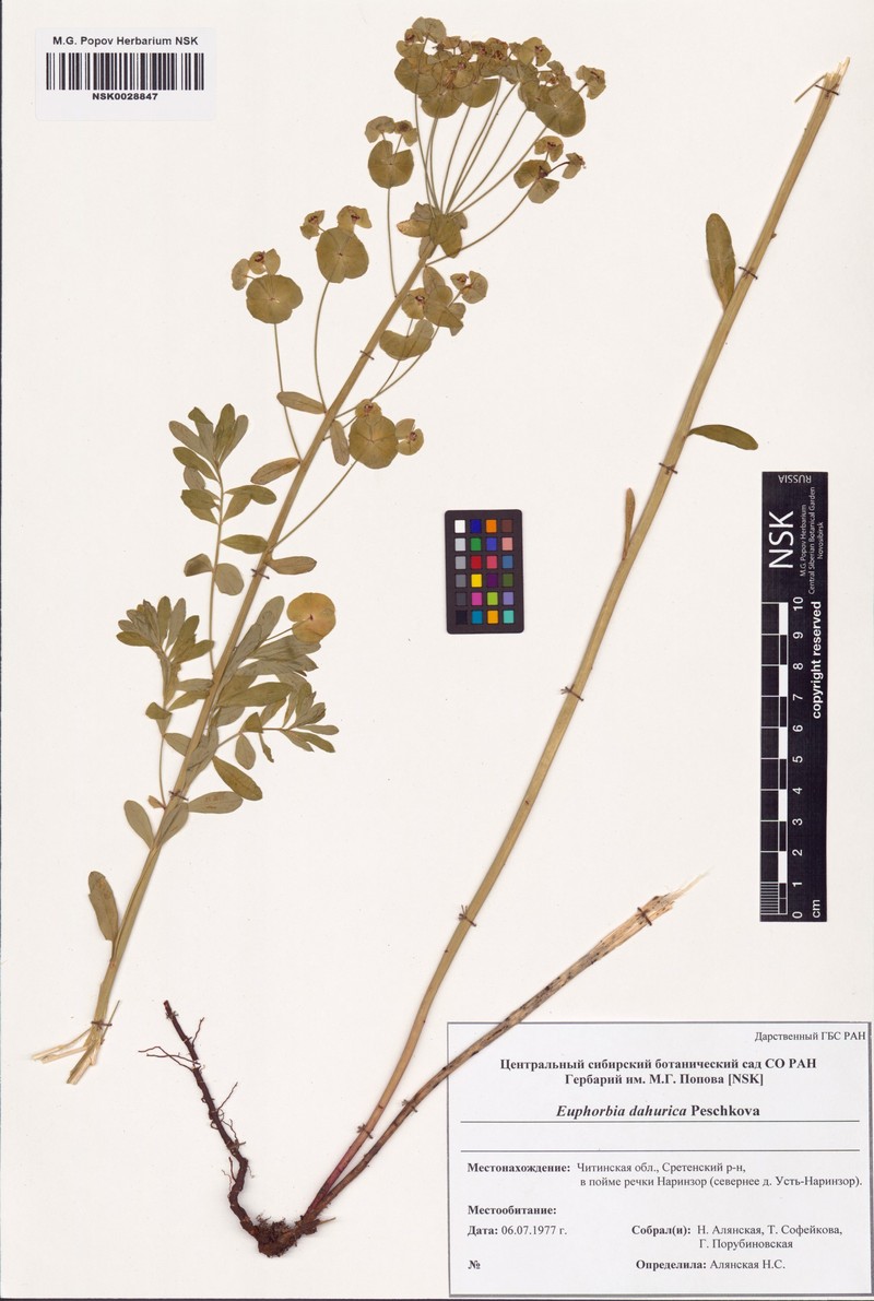 Euphorbia dahurica photo 2