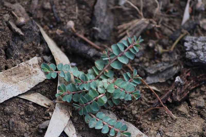 Euphorbia dallachyana photo 2