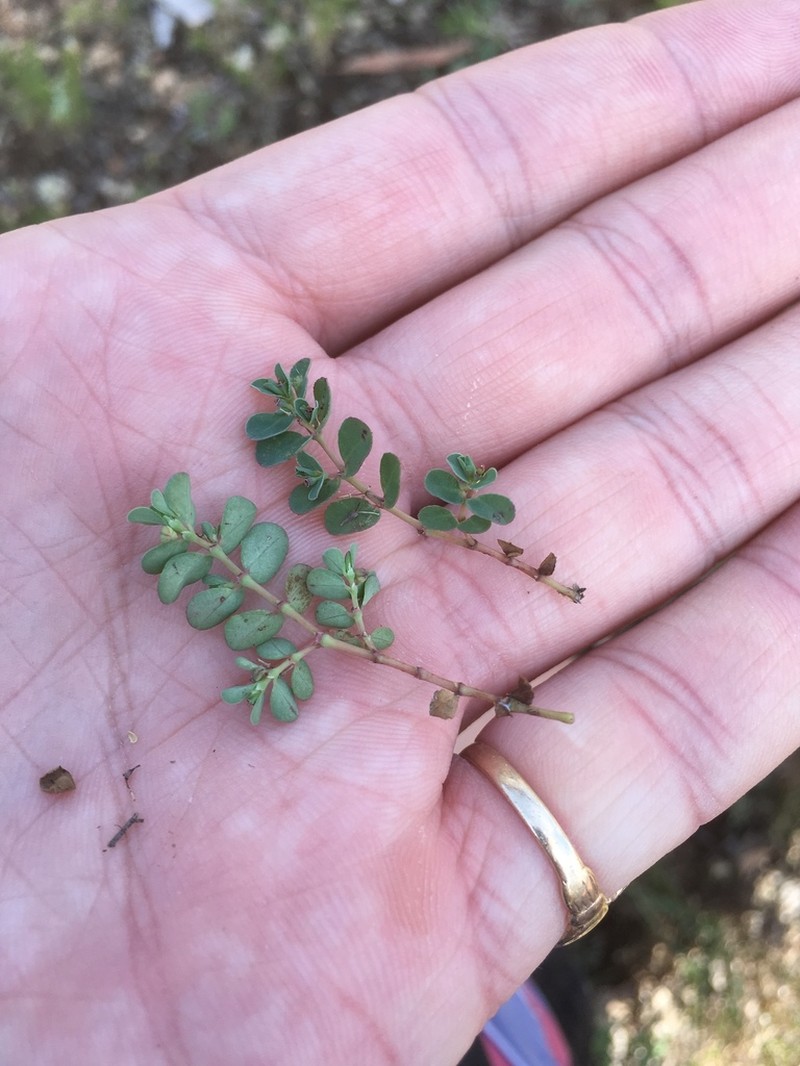 Euphorbia dallachyana photo 3