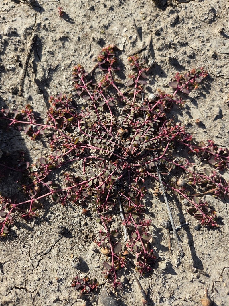Euphorbia dallachyana photo 4