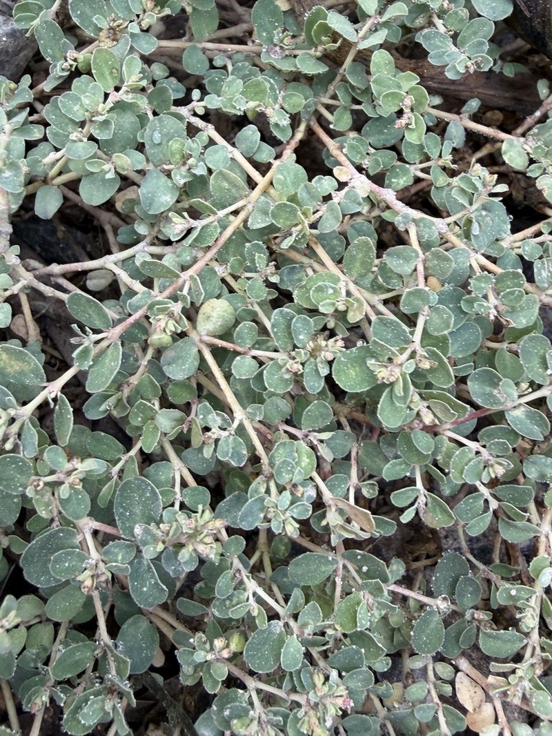 Euphorbia dallachyana photo 5