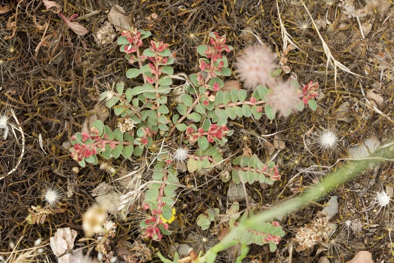 Euphorbia dallachyana photo 6