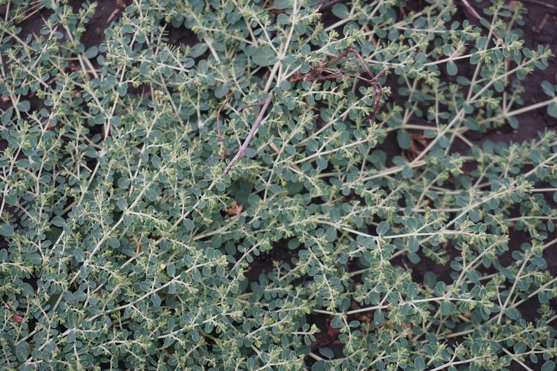 Euphorbia dallachyana photo 7