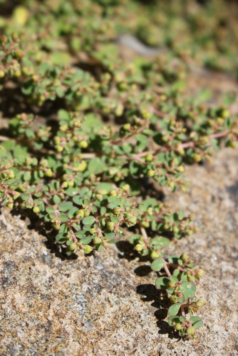 Euphorbia dallachyana photo 8