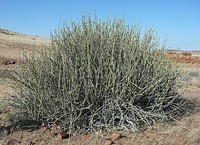Euphorbia damarana