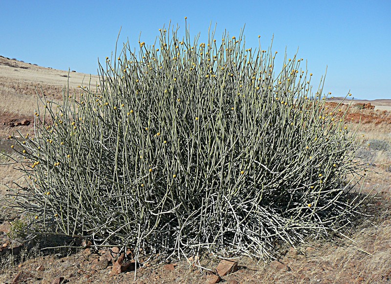 Euphorbia damarana