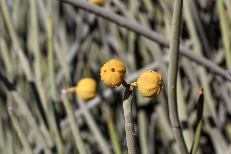Euphorbia damarana photo 2
