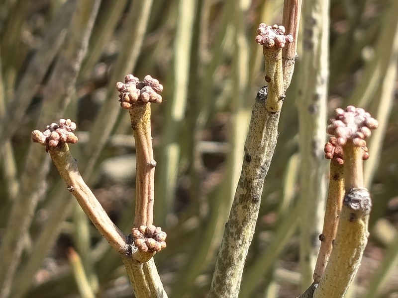 Euphorbia damarana photo 4