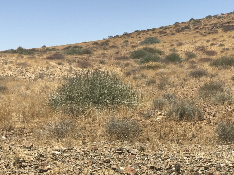 Euphorbia damarana photo 6