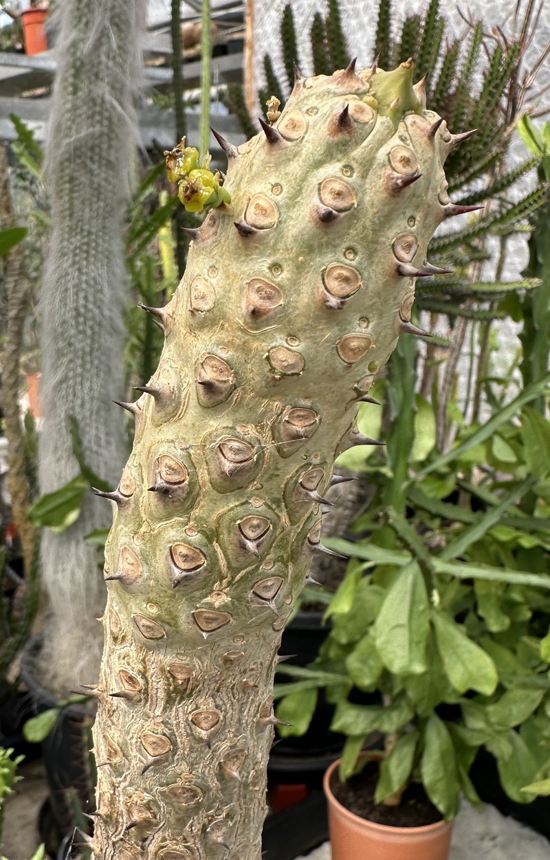 Euphorbia darbandensis