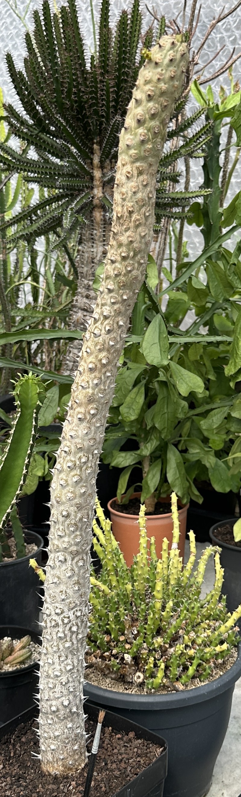 Euphorbia darbandensis photo 2