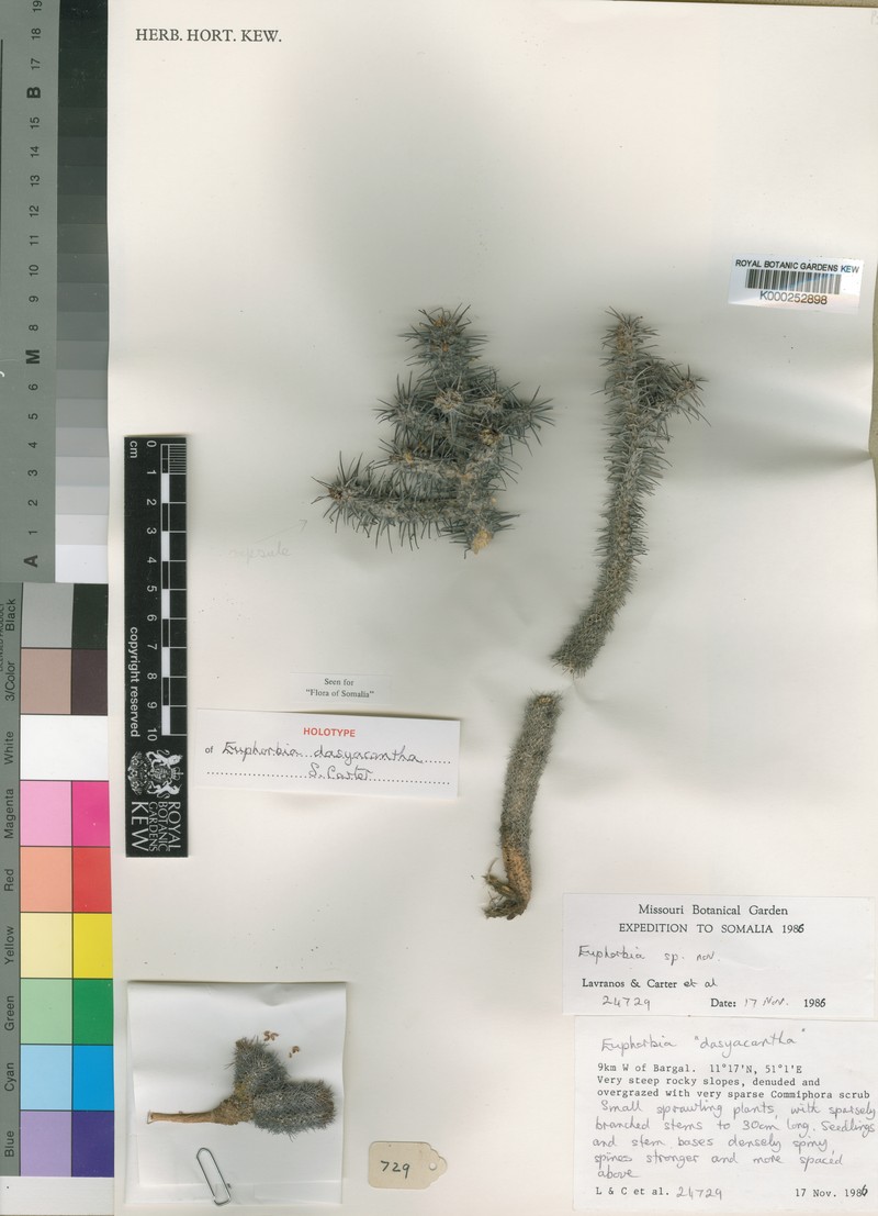 Euphorbia dasyacantha photo 2