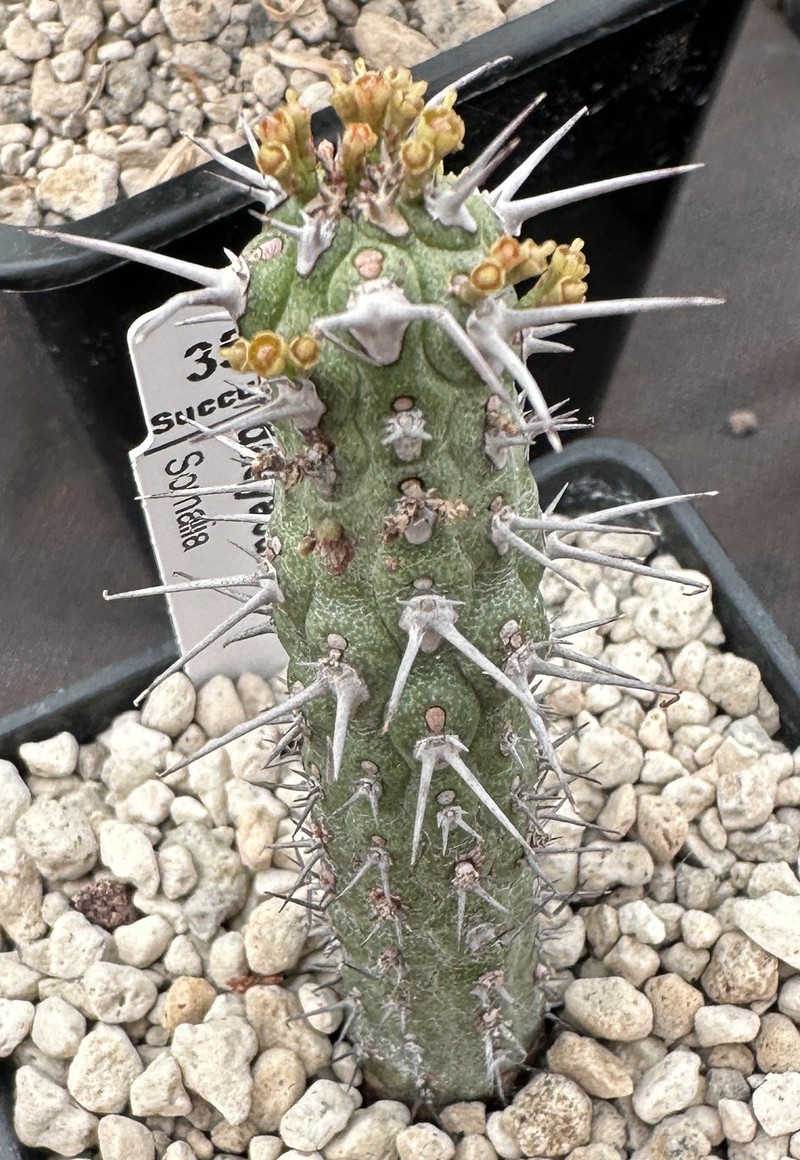 Euphorbia dasyacantha