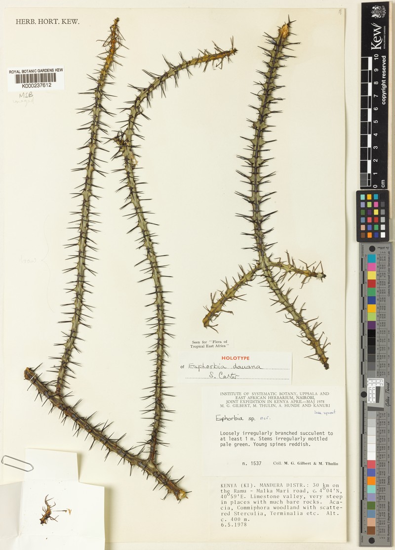 Euphorbia dauana photo 2