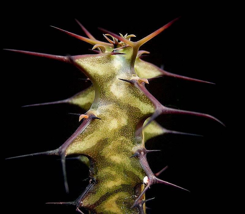 Euphorbia dauana