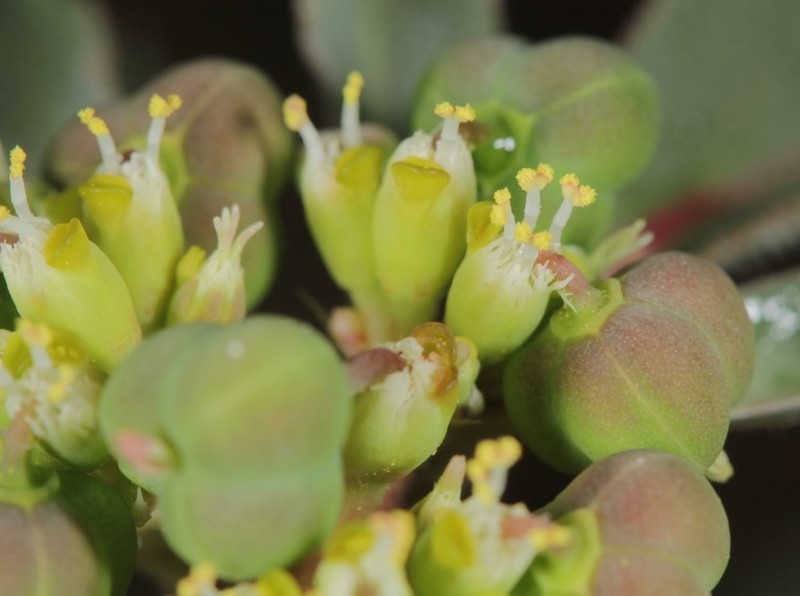 David's Spurge