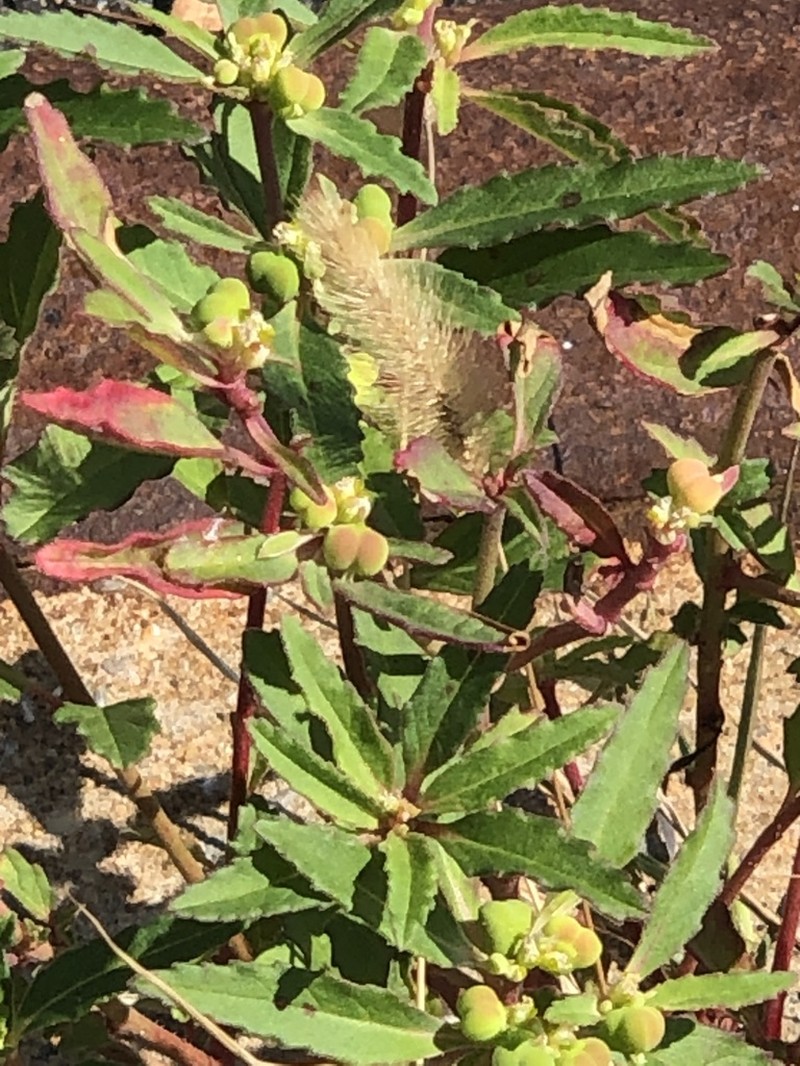 David's Spurge photo 2