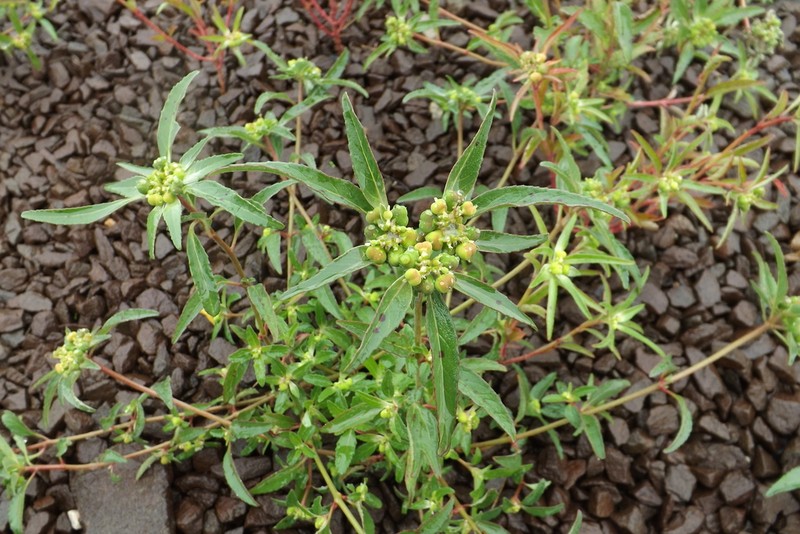 David's Spurge photo 3