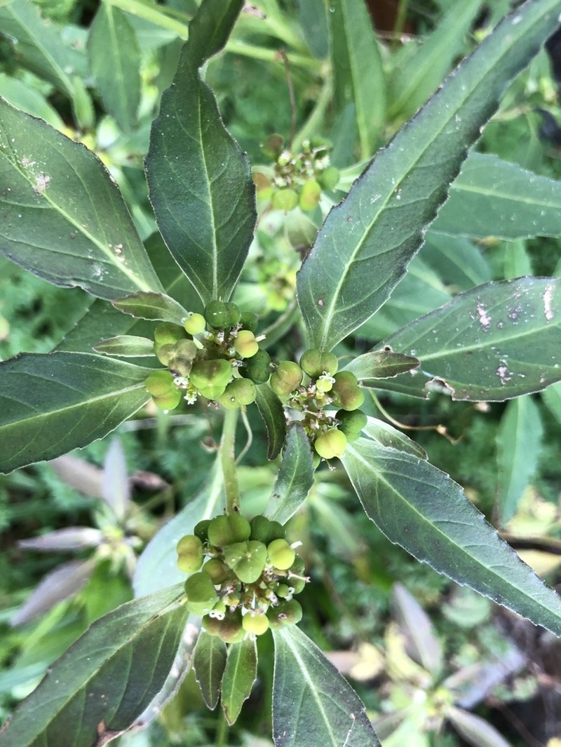 David's Spurge photo 4