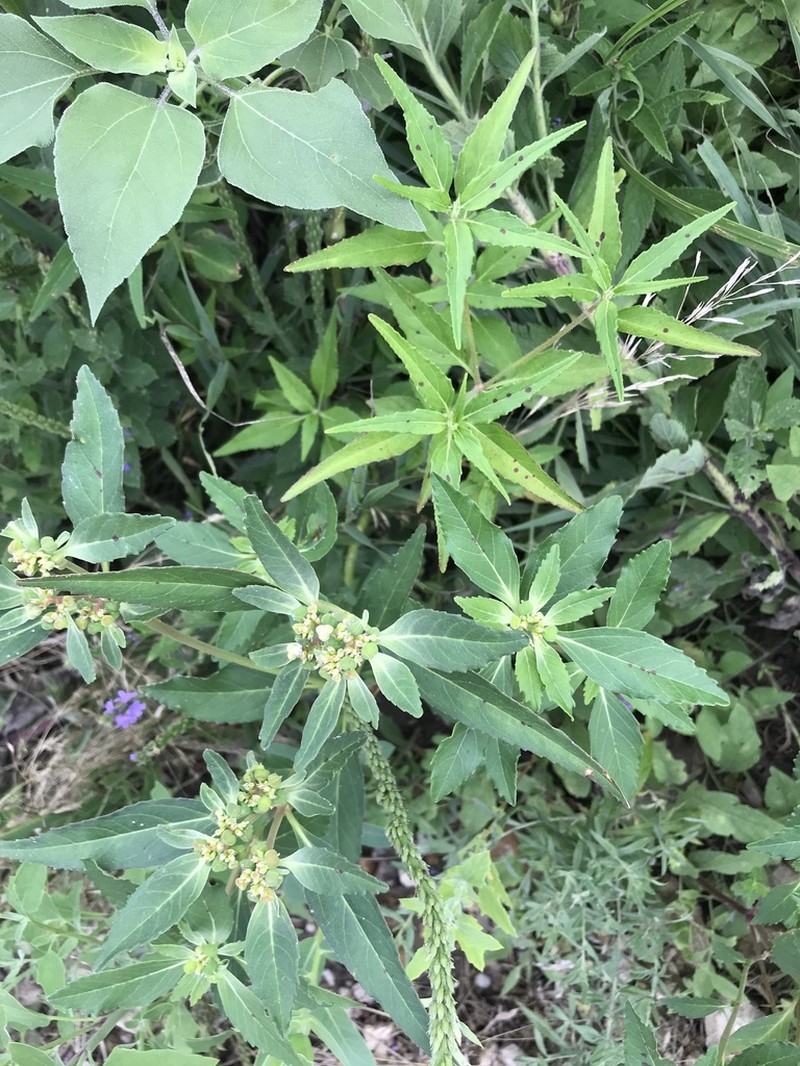 David's Spurge photo 5