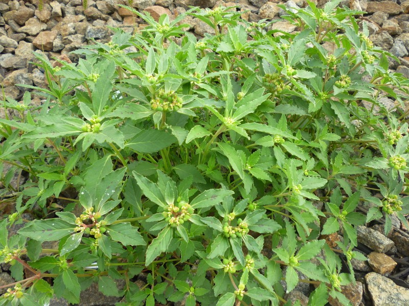 David's Spurge photo 6