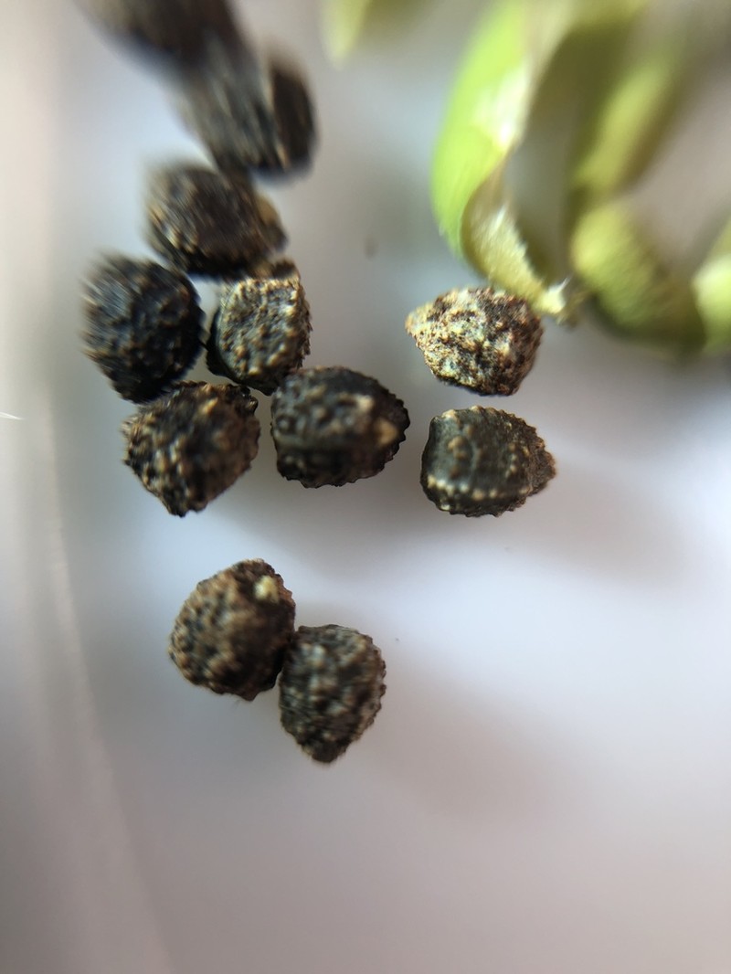 David's Spurge photo 7