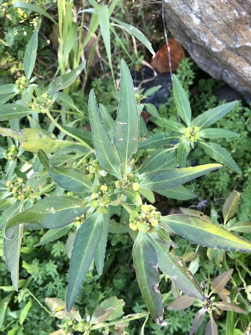 David's Spurge photo 8
