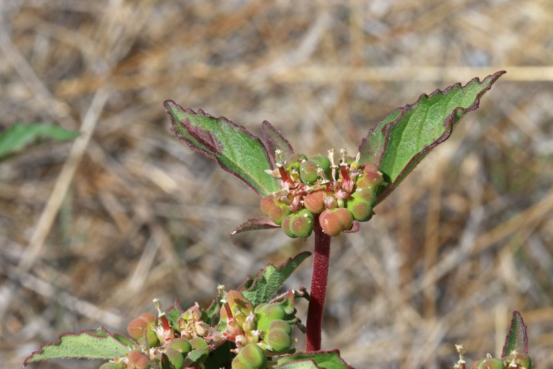 David's Spurge photo 3