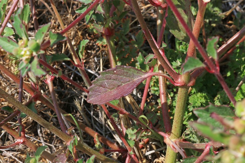 David's Spurge photo 4