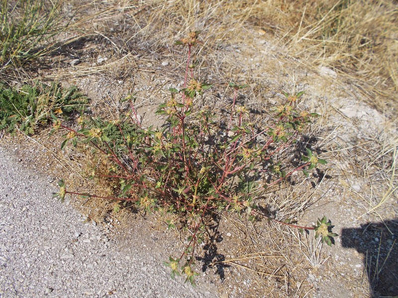 David's Spurge photo 5