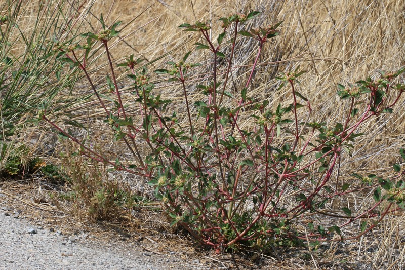 David's Spurge photo 2