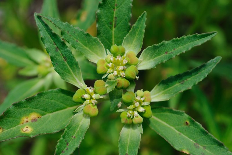 David's Spurge photo 7