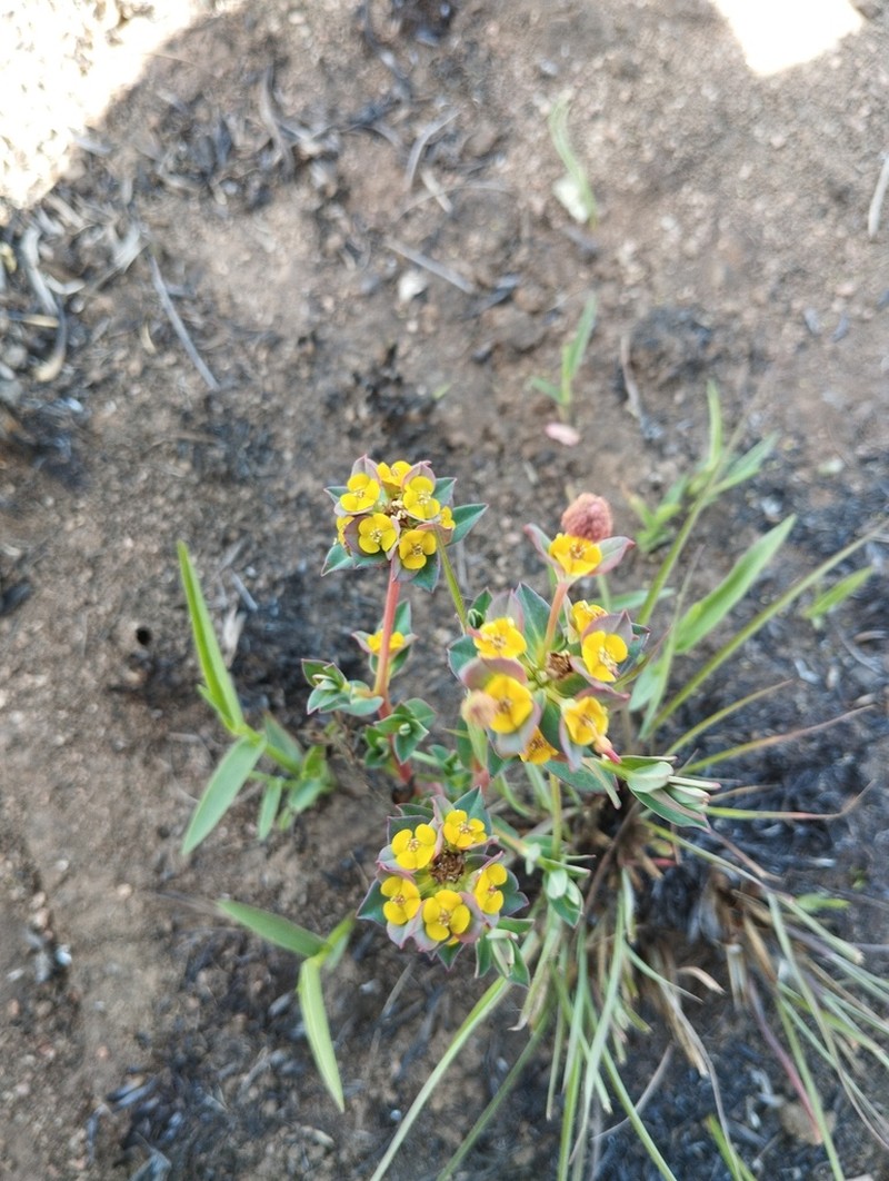Euphorbia daviesii photo 2