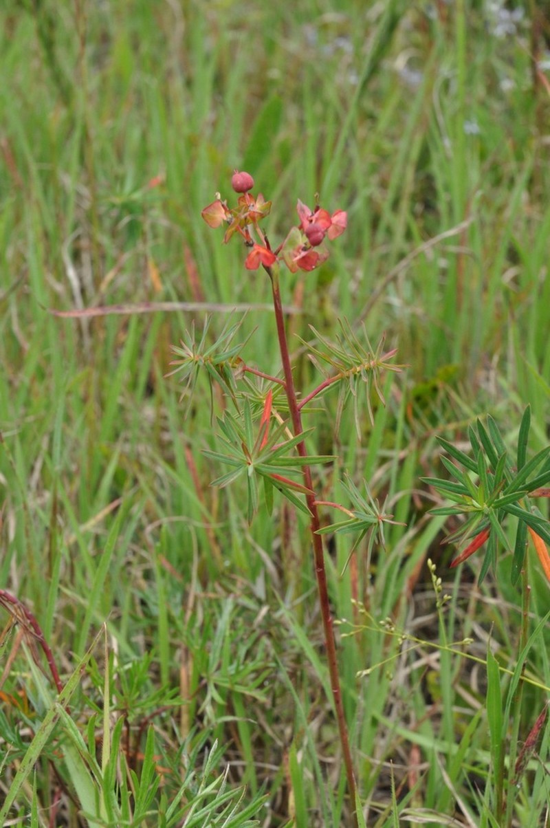 Euphorbia daviesii photo 3
