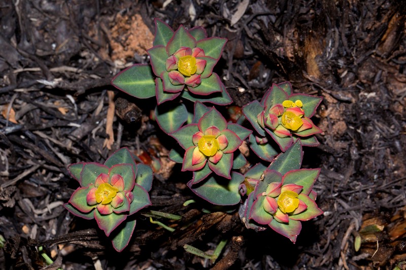 Euphorbia daviesii photo 4