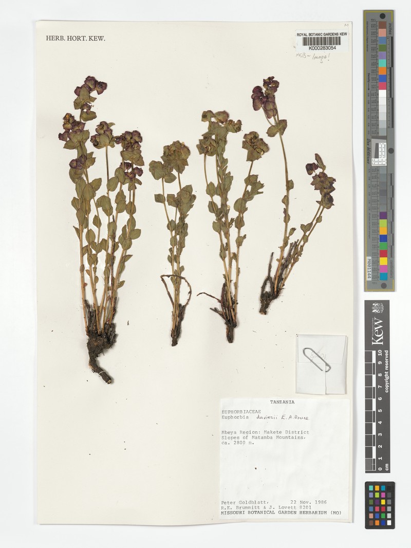 Euphorbia daviesii photo 8